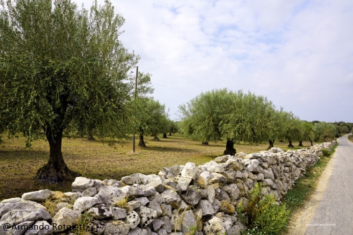 RAGUSA SHIRE HIGHLANDS - Green Olive Trees and White Stone Walls